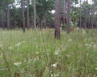 eupatorium scabridum 2.jpg